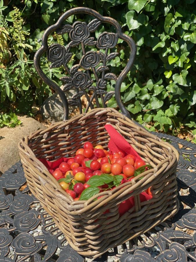 Dolce Vita In Tuscany Cottage Капанари Екстериор снимка